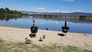 Tuggeranong Town Park Beach  Canberra [upl. by Cunningham]