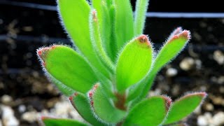 How to germinate from seed and grow protea leucospermum leucadendron and mimetes [upl. by Finzer]