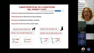 Webinar quotTratamientos dentales más comunes en el perro y el gatoquot [upl. by Misak]