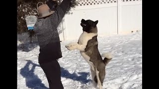 Akita Attacks a Man [upl. by Camilia]