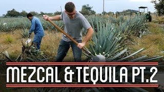 Harvesting Agave 23  How to Brew Mezcal and Tequila [upl. by Ramsay]