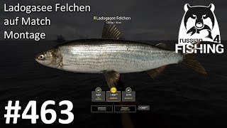 Ladogasee Felchen auf Match Montage am Archipel  Russian Fishing 4 463  Deutsch  UwF [upl. by Dadirac953]