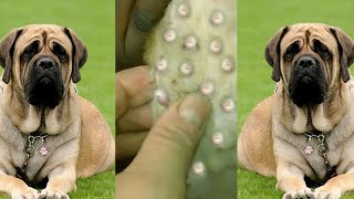 How to remove mangoworms in dog  Mangoworms removal 3 [upl. by Tran]