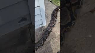 Huge reticulated python [upl. by Garcon618]