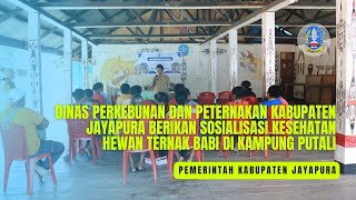 SOSIALISASI KESEHATAN HEWAN TERNAK BABI DI KAMPUNG PUTALI KABUPATEN JAYAPURA [upl. by Borchert372]