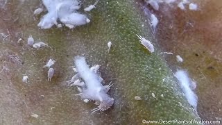 Mealybug infestation on my Cactus Plant [upl. by Anyak120]