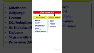 FİZYOLOGİC HÜCRE FİZYOLOJİSİ  HÜCRE ORGANELLERİ [upl. by Leizar434]