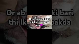 Kuch bhi khata hai ye🤢 funnyvideo trending pets doglover like subscribe youtubeshorts [upl. by Hedges]