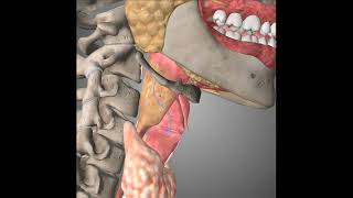 Issue 31 32 DR1 Larynx  Laryngeal Cavity  Laryngeal cartilage  ligaments amp Membranes  Muscles [upl. by Attesoj]