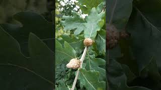 Stieleiche Quercus robur mit Galläpfeln von der Gallwespe Cynipidae Natur Deutschland wow [upl. by Berger]