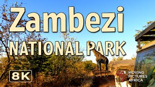 Camping in Zambezi National Park [upl. by Xet679]