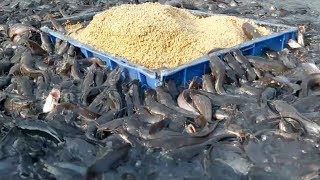 Catfish Farming In Cement Tank In Asiahybrid magur fish farming in india [upl. by Esbenshade]