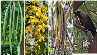 Amaltas Catalpa bignonioides fruit crow Cassia Fistula flowers amaltas crow cassiafistula [upl. by Erminie712]