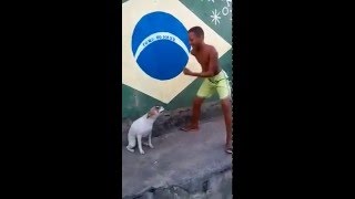 ASOMBROSO Perro Bailando Samba En Brasil Wao  Amazing Dog Dancing In Brazil  Argenis Fels [upl. by Domineca]