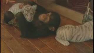 Chimp Adopts Tiger Cubs [upl. by Kcirrem309]