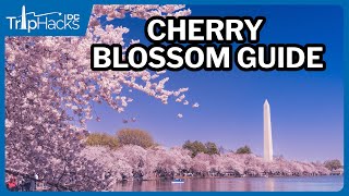 Washington DC Cherry Blossom Guide for Visitors 🌸 [upl. by Rusty]