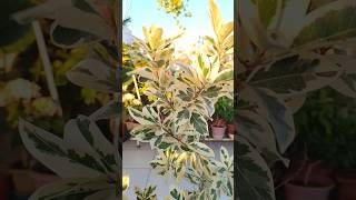 starlight ficus plant ficusplant [upl. by Anawal27]