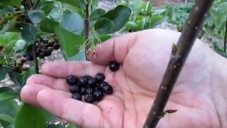 This Easy To Grow Berry Has 3 Xs The Antioxidants As Blueberries [upl. by Lednam68]