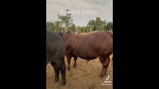 Feedlot Cycle Cattle Info [upl. by Loydie]