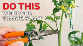 How to Prune Tomatoes to Get MORE FRUIT  Tomato Plant Care Guide [upl. by Barny]