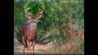 Holden Pasture Deer Lease South Texas [upl. by Sheeran113]