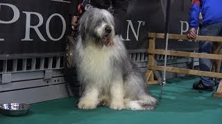 Expozitie canina internationala Cluj Napoca Cluj  2019 [upl. by Kcerred]