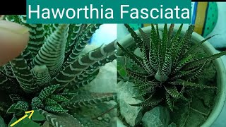 Haworthia Fasciata Babies Zebra PlantHome Fairy Garden [upl. by Elsworth633]