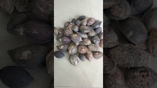 Terminalia catappa seeds for cultivation [upl. by Drawd485]