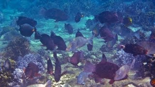 Science Bulletins Fish Biodiversity Protects Coral Reefs [upl. by Eahsed423]