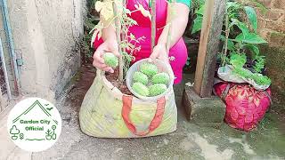 Harvest Of Organic Gherkin Grown In Bag [upl. by Ronny]