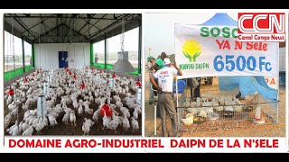 La RDCongo et ses terroirs Ferme DAIPN à N’Sele [upl. by Hannaoj463]