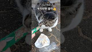 2024년 12월 6일  고양이웅이 닭가슴살  더캣츠 미니 베로베로 고양이츄르 닭고기 먹방🐾 TOMBOYCHANNEL ⇦TAG CLICK고양이간식말하는고양이 [upl. by Ursal492]