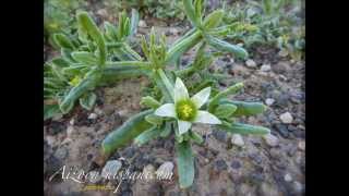 Flora silvestre de Lanzarote [upl. by Berlauda734]