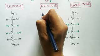 Carbohydrates  Monosaccharides  Glucose  Fructose  Galactose [upl. by Nevak]