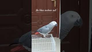 parrot parrottalking africangrey greyparrots [upl. by Lightman]