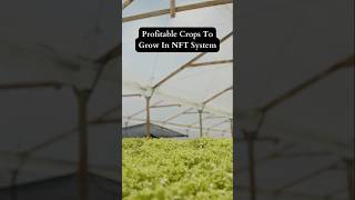 Hydroponics farming sheelbiotechltd [upl. by Ffej545]