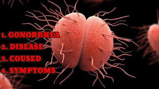 GONORRHEA DISEASE CAUSED SYMPTOMS foryou newvideo subscribe youtube youtuber youtubeshorts [upl. by Llyrrad]