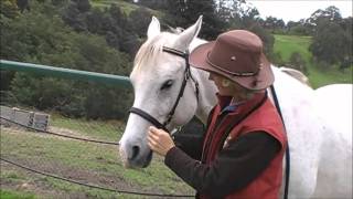 LightRider Bitless Bridle Fitting [upl. by Trinetta]