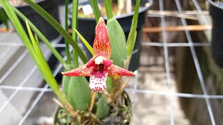 Como cultivar Maxillaria Tenuifolia [upl. by Town837]