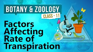 Factors Affecting Transpiration  GCSE Biology [upl. by Drawyeh]