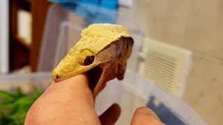 Angry Crested Gecko [upl. by Jessen]