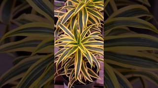 Dracaena Reflexa or Song of India shorts [upl. by Perri]