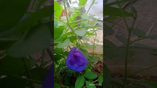 Aparajita plant short organicgardening [upl. by Surazal804]