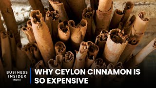 Why Ceylon Cinnamon Is So Expensive  So Expensive [upl. by Church]