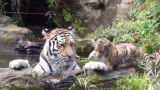 トラの赤ちゃん ケイスケ池ぽちゃでお母さんにやつあたり Amur tiger cub complains about his mother [upl. by Nauht]