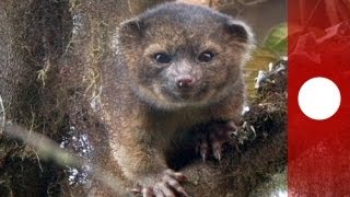 Meet the Olinguito  the newest mammal discovery [upl. by Yrgoerg]