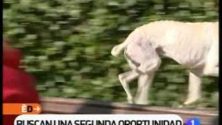 Reportaje de España Directo TVE sobre Galgos112 [upl. by Adihahs]