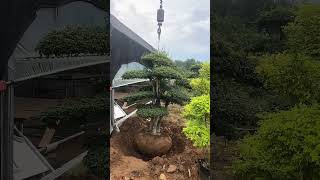 Topiary Fraxinus Hupehensis Tree Transplanting Process [upl. by Gittle]