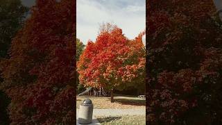 Incredible Fall Foliage adventure roadtrip short travel route66 [upl. by Halilahk]