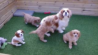 Cavapoo pups [upl. by Beal355]